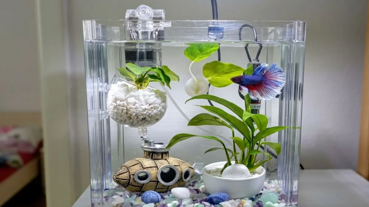 Aquascape ikan cupang