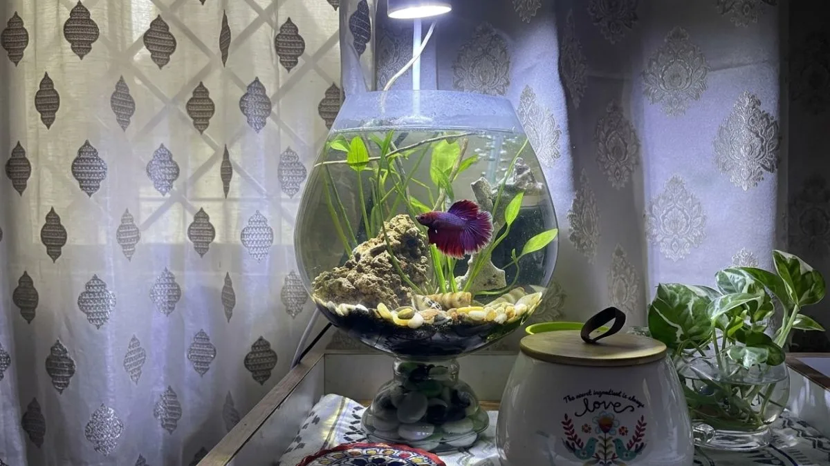 Aquascape ikan cupang