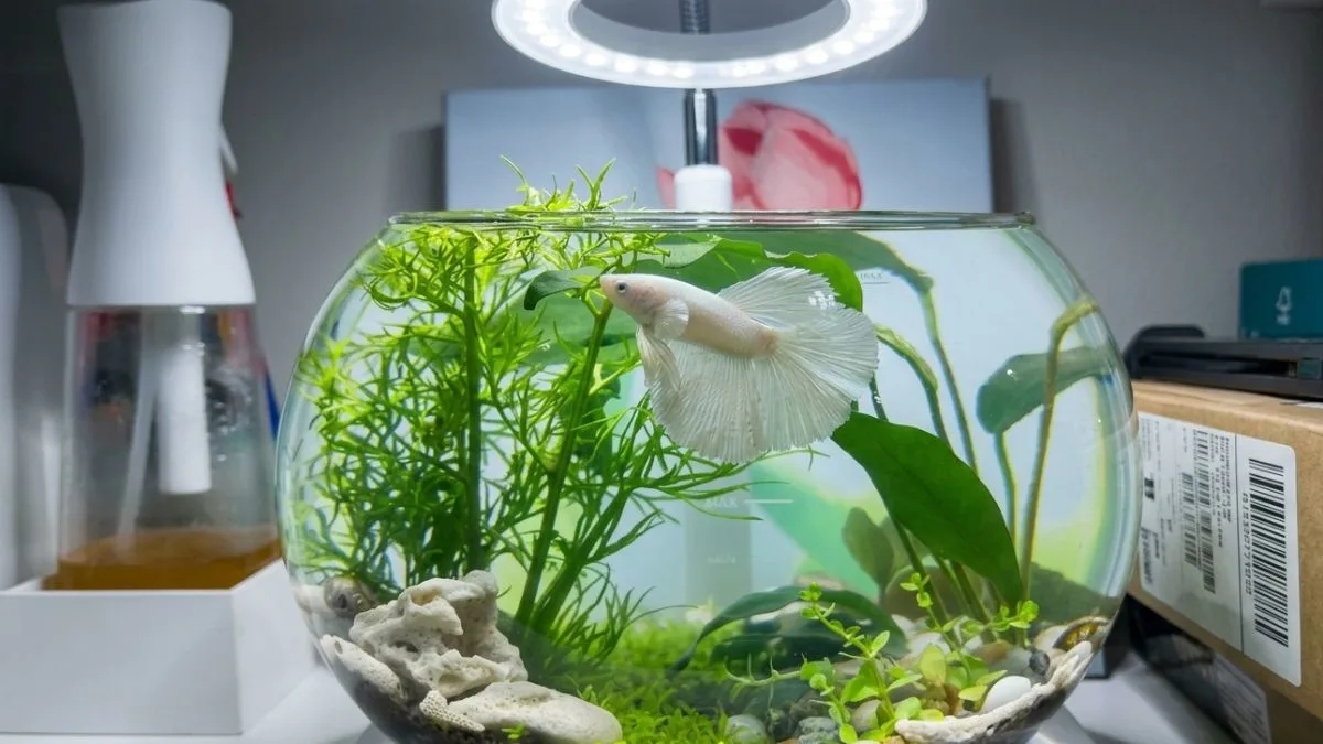 Aquascape ikan cupang