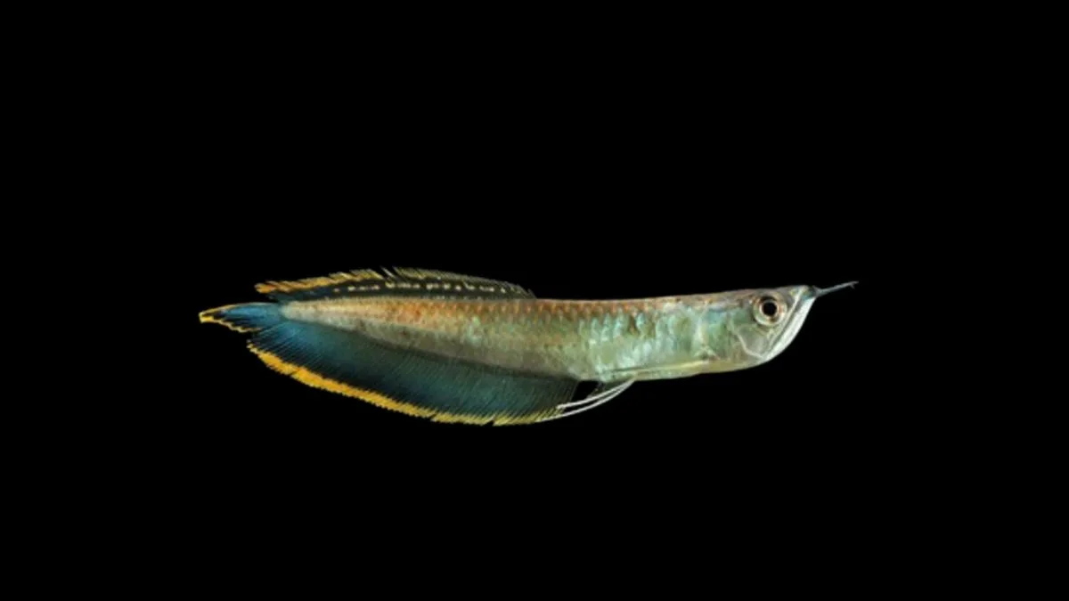 gambar-ikan-arwana-black-silver Gambar ikan arwana black silver