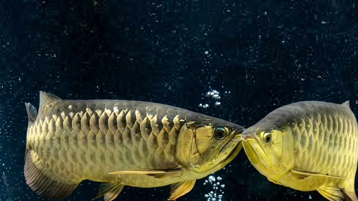 Gambar ikan arwana breeding untuk artikel cara mengawinkan arwana