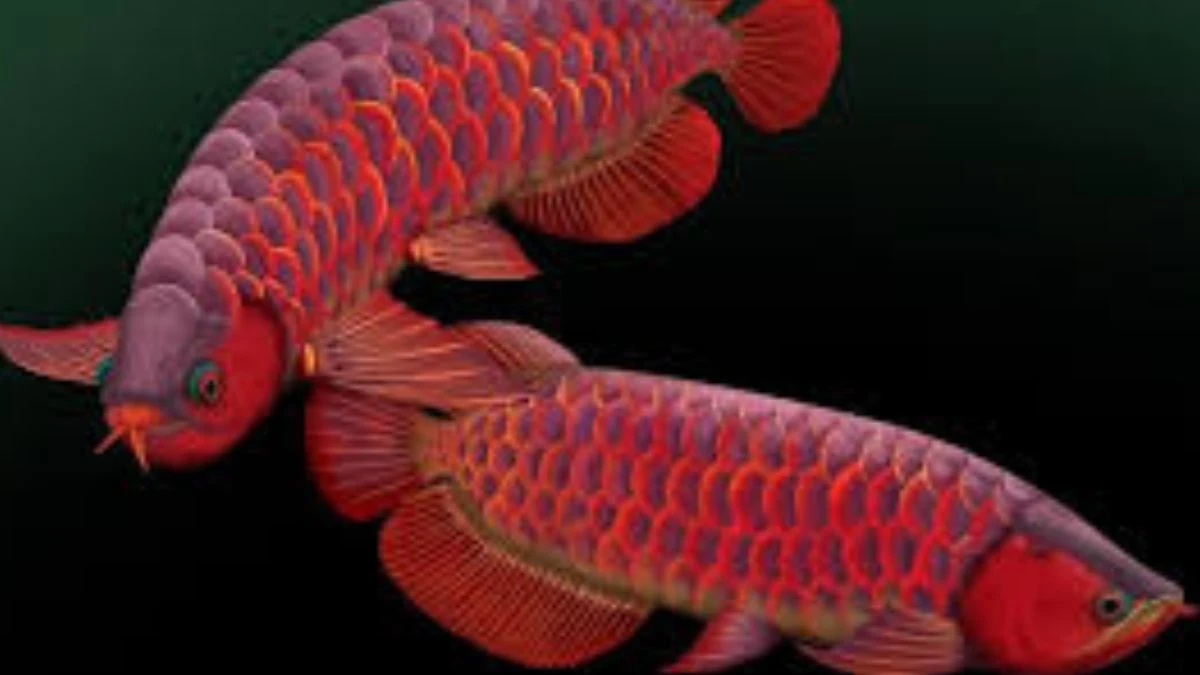 Gambar ikan arwana breeding untuk artikel cara mengawinkan arwana
