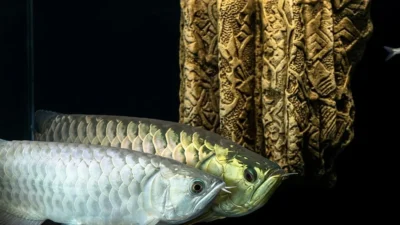 Gambar ikan arwana breeding untuk artikel cara mengawinkan arwana