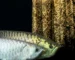 Gambar ikan arwana breeding untuk artikel cara mengawinkan arwana