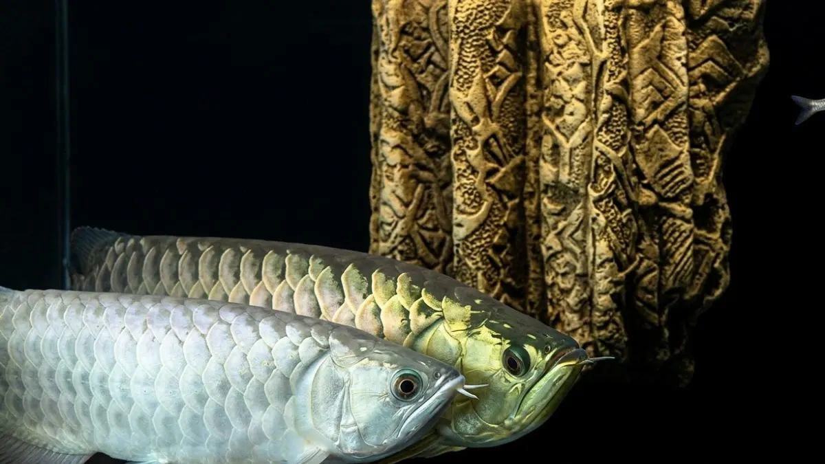 Gambar ikan arwana breeding untuk artikel cara mengawinkan arwana