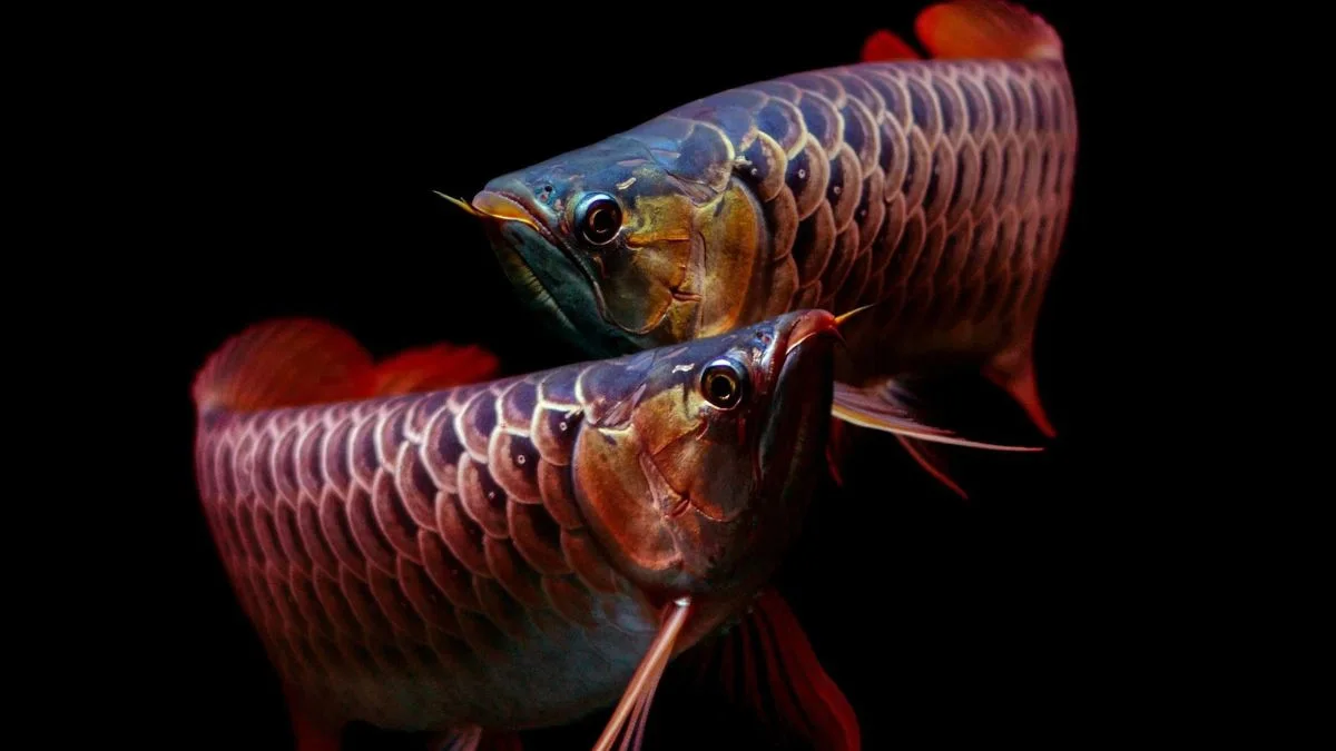 Gambar ikan arwana breeding untuk artikel cara mengawinkan arwana