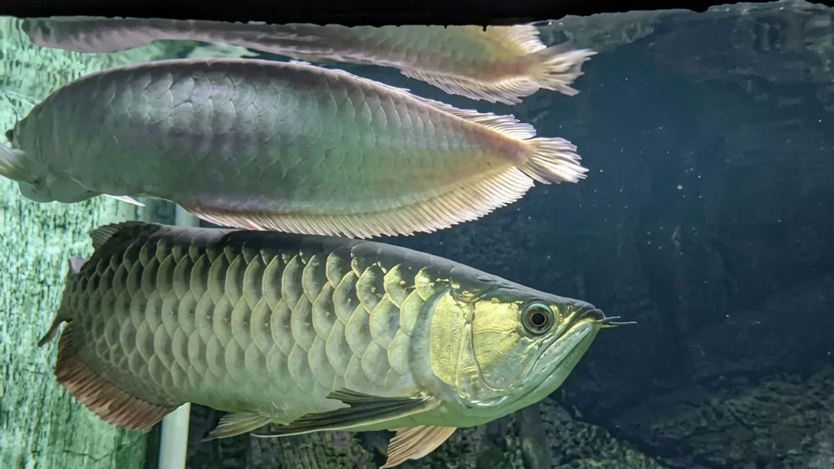 Gambar ikan arwana breeding untuk artikel cara mengawinkan arwana