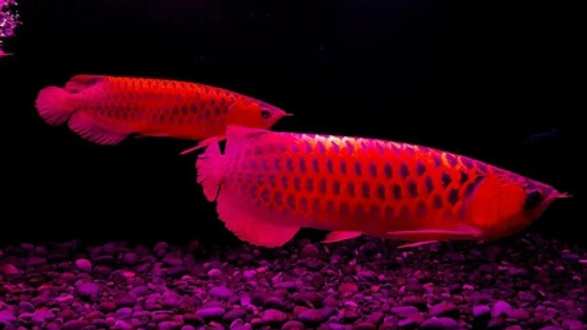 Gambar ikan arwana breeding untuk artikel cara mengawinkan arwana