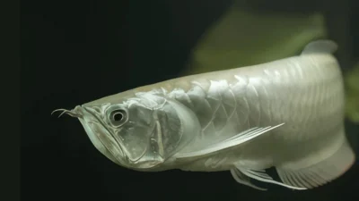 Gambar ikan arwana breeding untuk artikel cara mengawinkan arwana