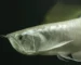 Gambar ikan arwana breeding untuk artikel cara mengawinkan arwana