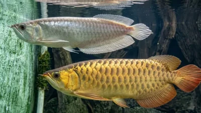 Gambar ikan arwana breeding untuk artikel cara mengawinkan arwana