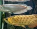 Gambar ikan arwana breeding untuk artikel cara mengawinkan arwana