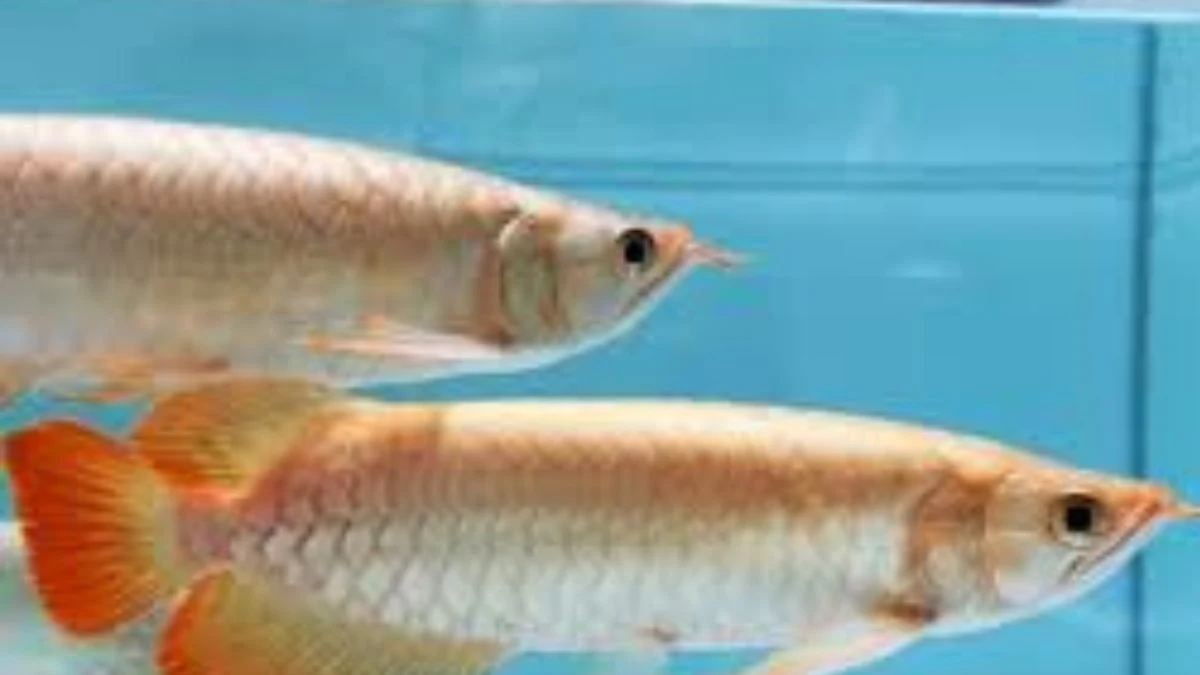Gambar ikan arwana breeding untuk artikel cara mengawinkan arwana