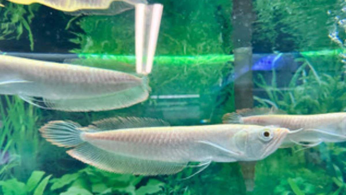 Gambar ikan arwana breeding untuk artikel cara mengawinkan arwana