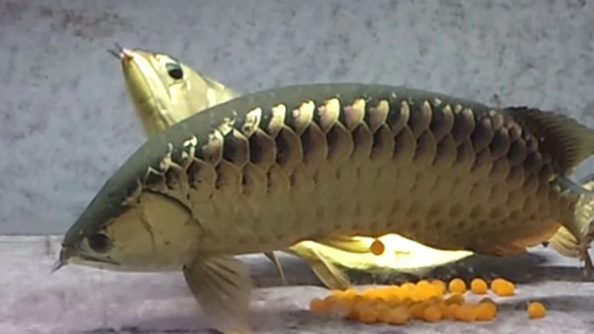 Gambar ikan arwana breeding untuk artikel cara mengawinkan arwana