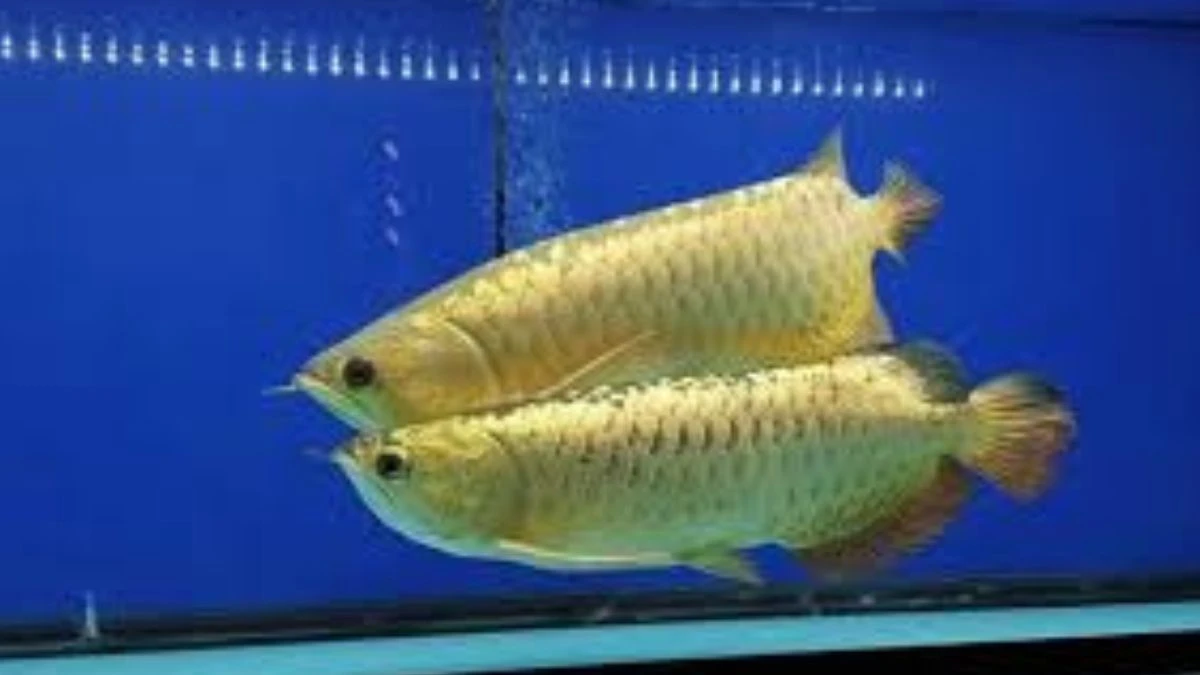 gambar-ikan-arwana-breeding-untuk-artikel-cara-mengawinkan-arwana (7) Gambar ikan arwana breeding untuk artikel cara mengawinkan arwana