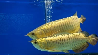 Gambar ikan arwana breeding untuk artikel cara mengawinkan arwana
