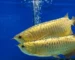 Gambar ikan arwana breeding untuk artikel cara mengawinkan arwana