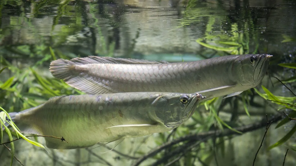 Gambar ikan arwana breeding yang cocok untuk artikel cara mengawinkan arwana