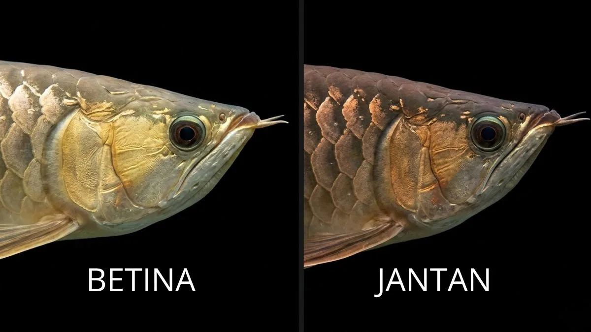 Gambar arwana jantan dan betina yang cocok untuk artikel tentang cara membedakan arwana jantan dan betina