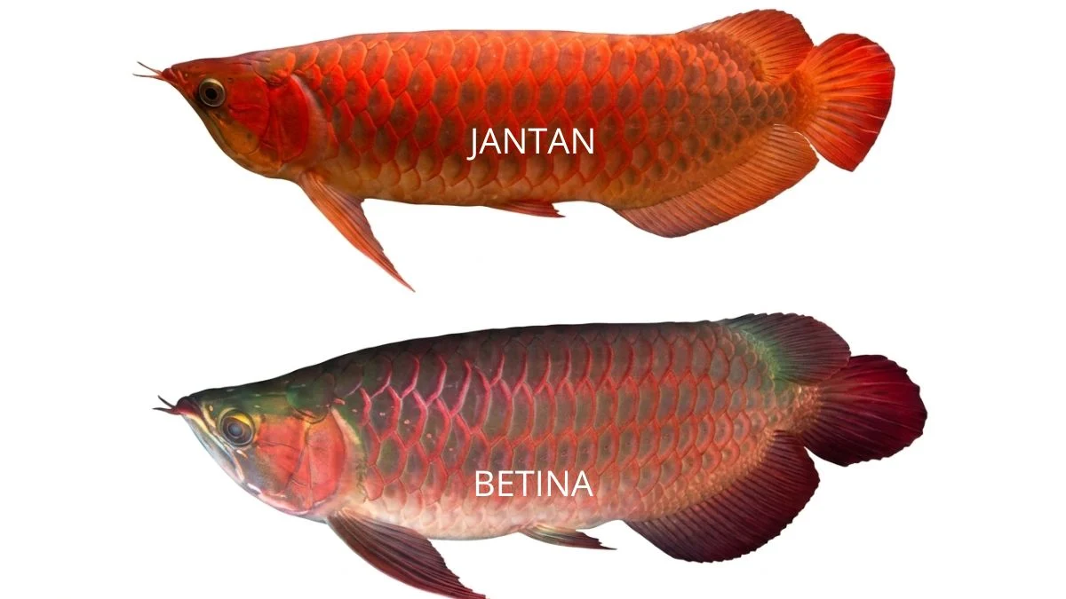 Gambar arwana jantan dan betina yang cocok untuk artikel tentang cara membedakan arwana jantan dan betina