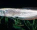 Gambar ikan arwana silver