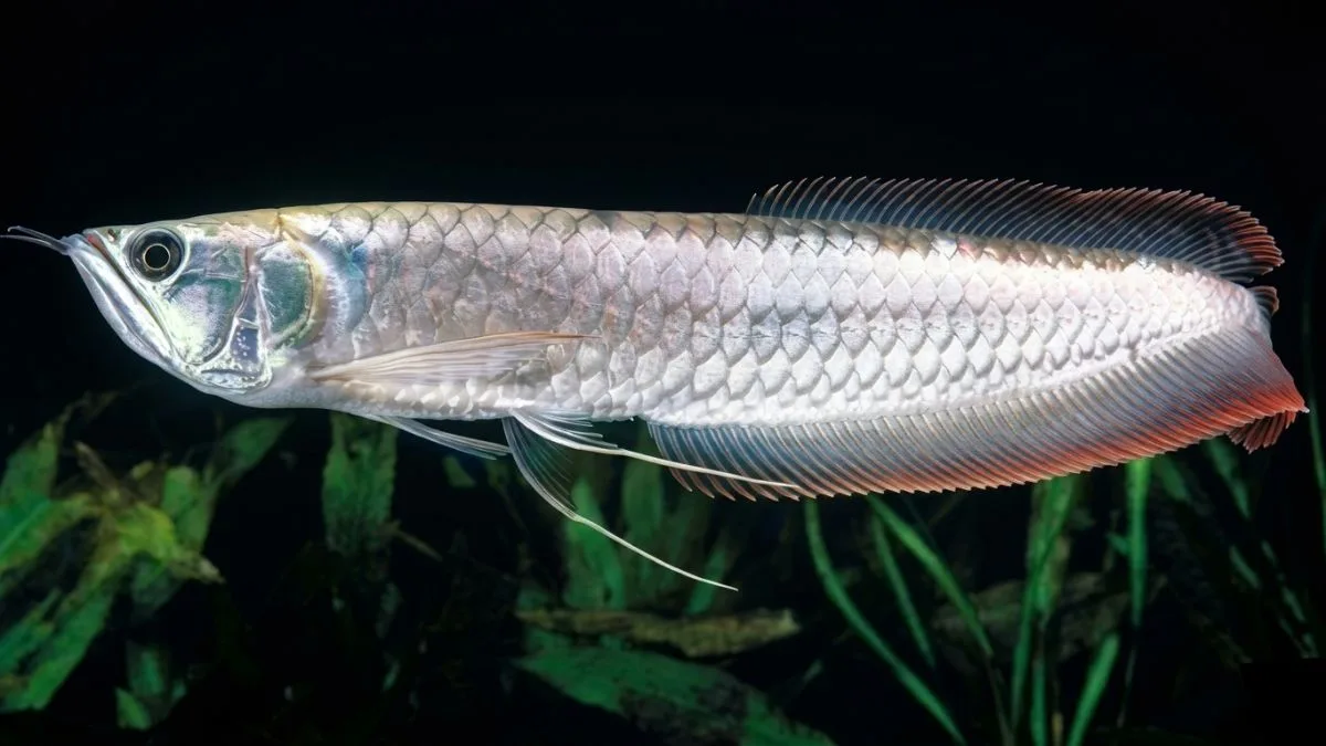 Gambar ikan arwana silver