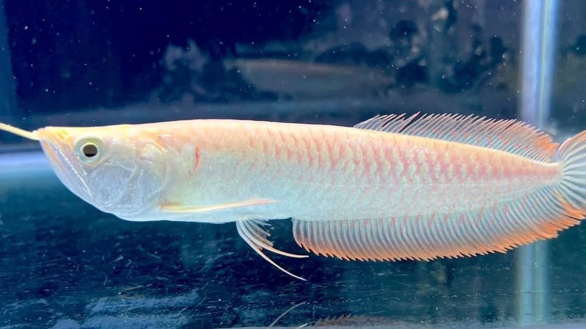 Gambar ikan arwana silver