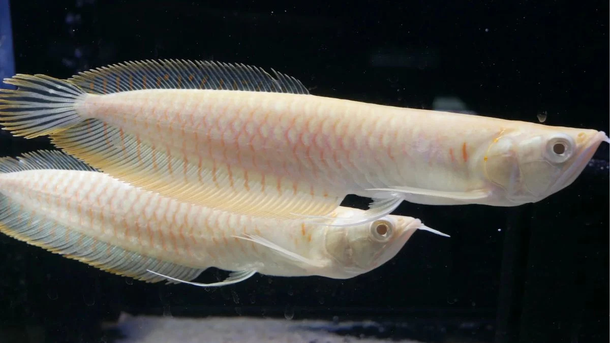 Gambar ikan arwana silver