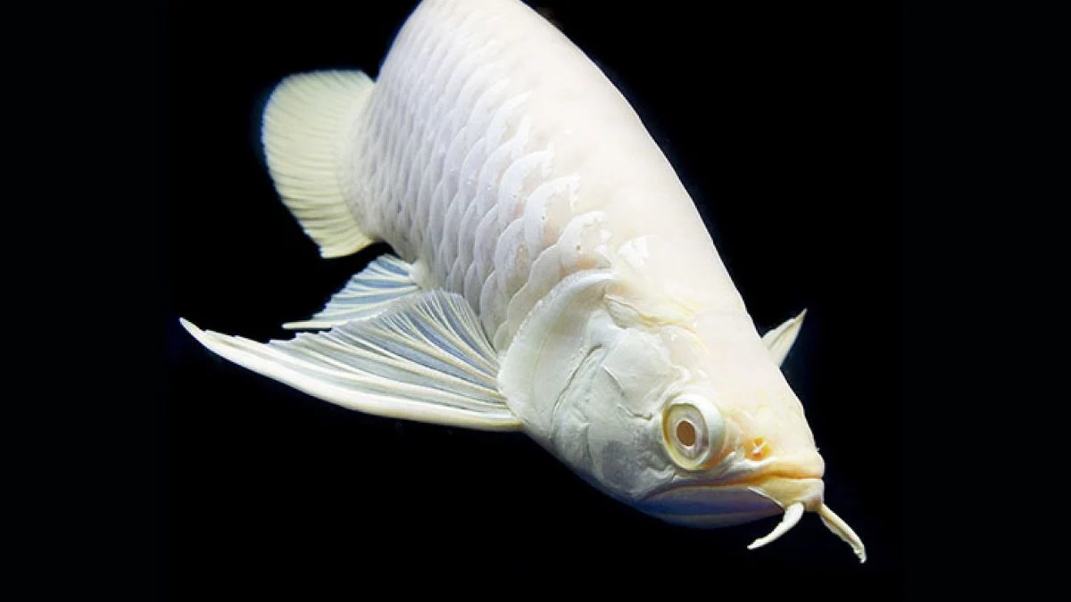 Gambar ikan arwana silver
