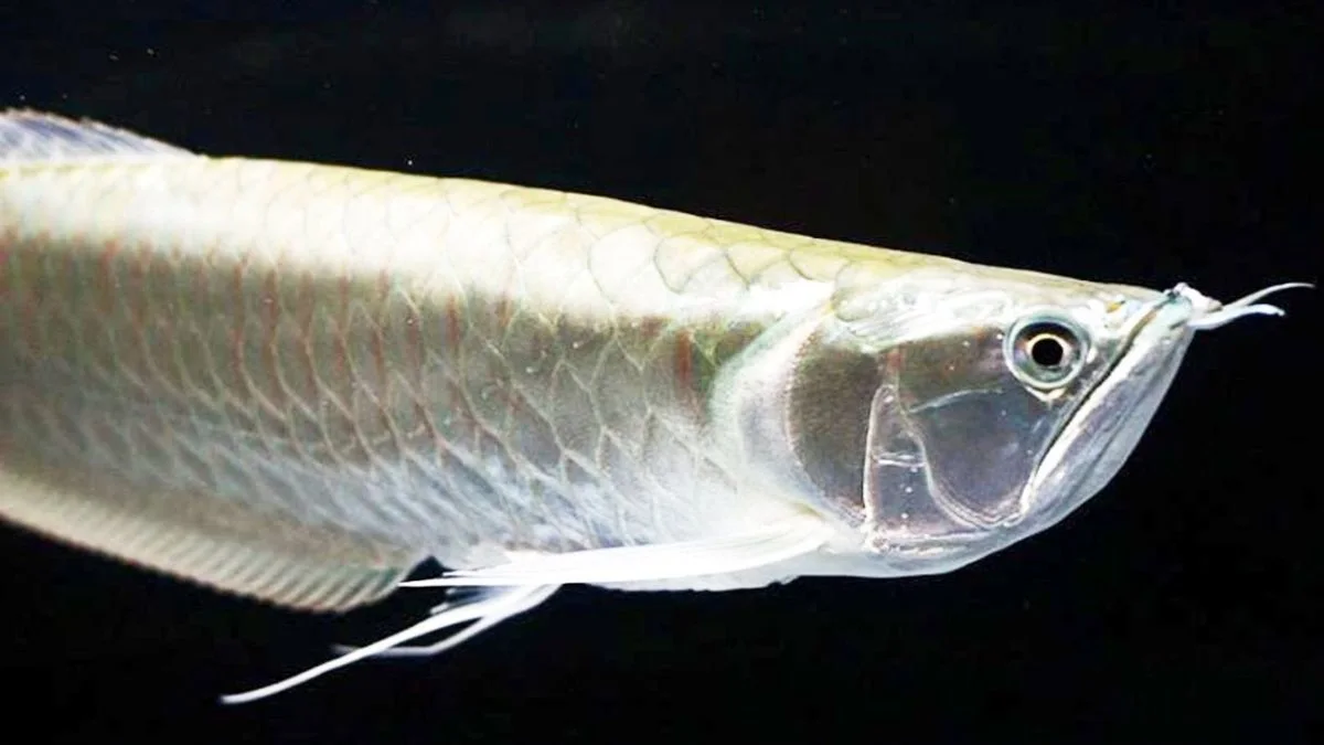 gambar-ikan-arwana-silver (13) Gambar ikan arwana silver