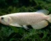 Gambar ikan arwana silver