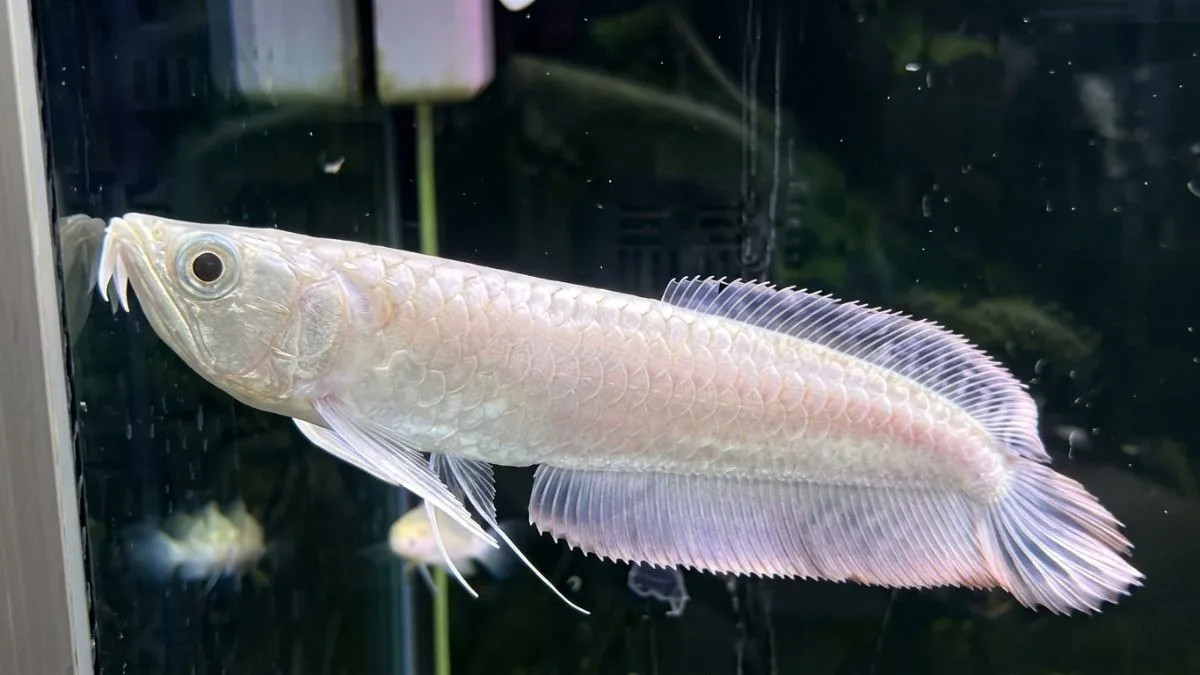 Gambar ikan arwana silver