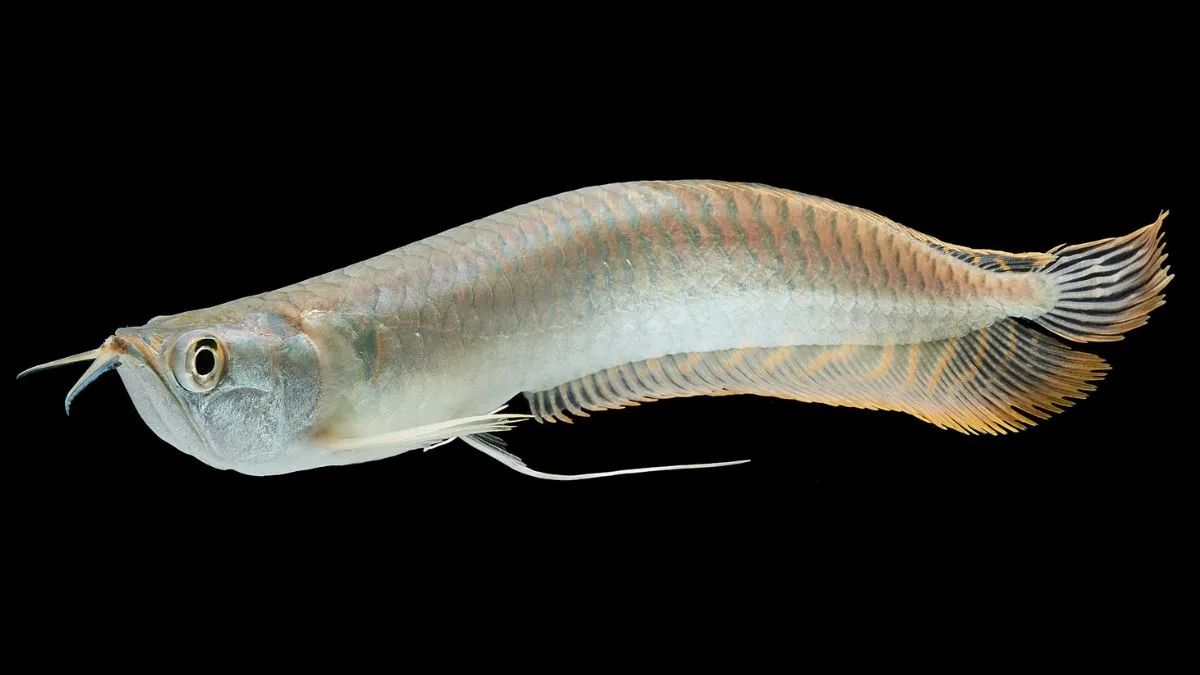 Gambar ikan arwana silver