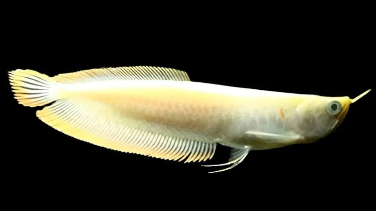Gambar ikan arwana silver