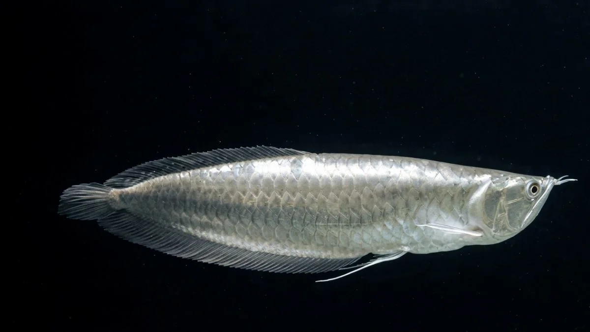 Gambar ikan arwana silver