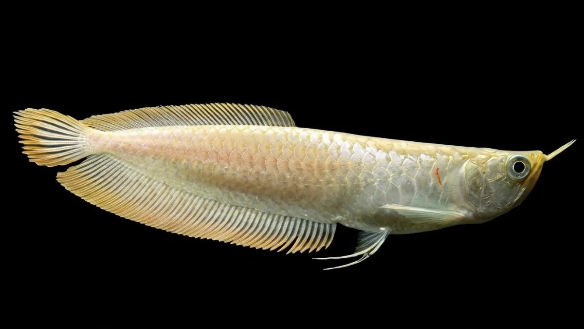 Gambar ikan arwana silver