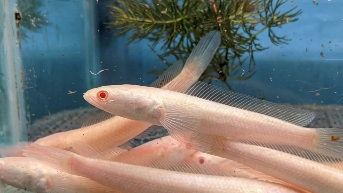 Gambar ikan channa striata albino