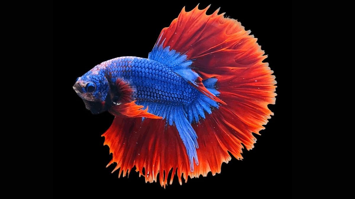 Gambar ikan cupang halfmoon mascot