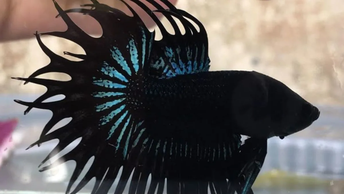 Gambar ikan cupang jumbo crowntail