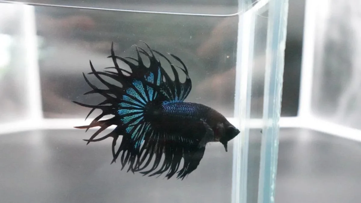Gambar ikan cupang jumbo crowntail