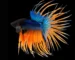 Gambar ikan cupang jumbo crowntail