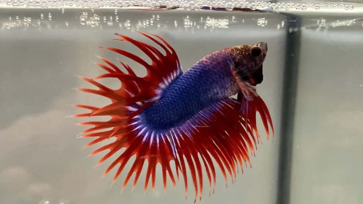 Gambar ikan cupang jumbo crowntail
