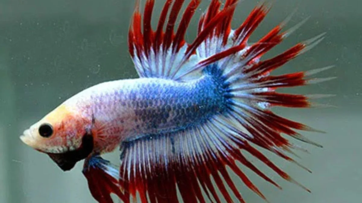 Gambar ikan cupang jumbo crowntail