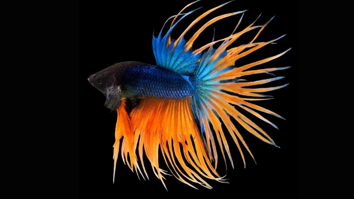 gambar-ikan-cupang-jumbo-crowntail Gambar ikan cupang jumbo crowntail