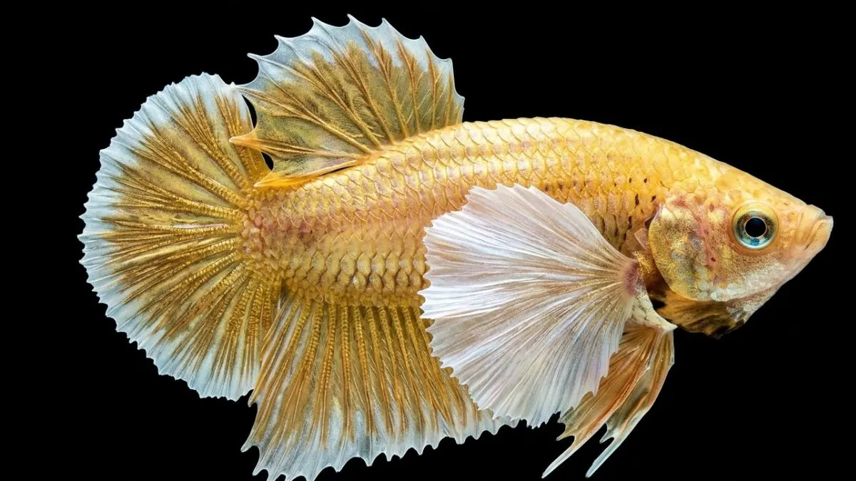 Gambar ikan cupang jumbo