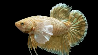 Gambar ikan cupang jumbo