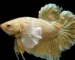 Gambar ikan cupang jumbo