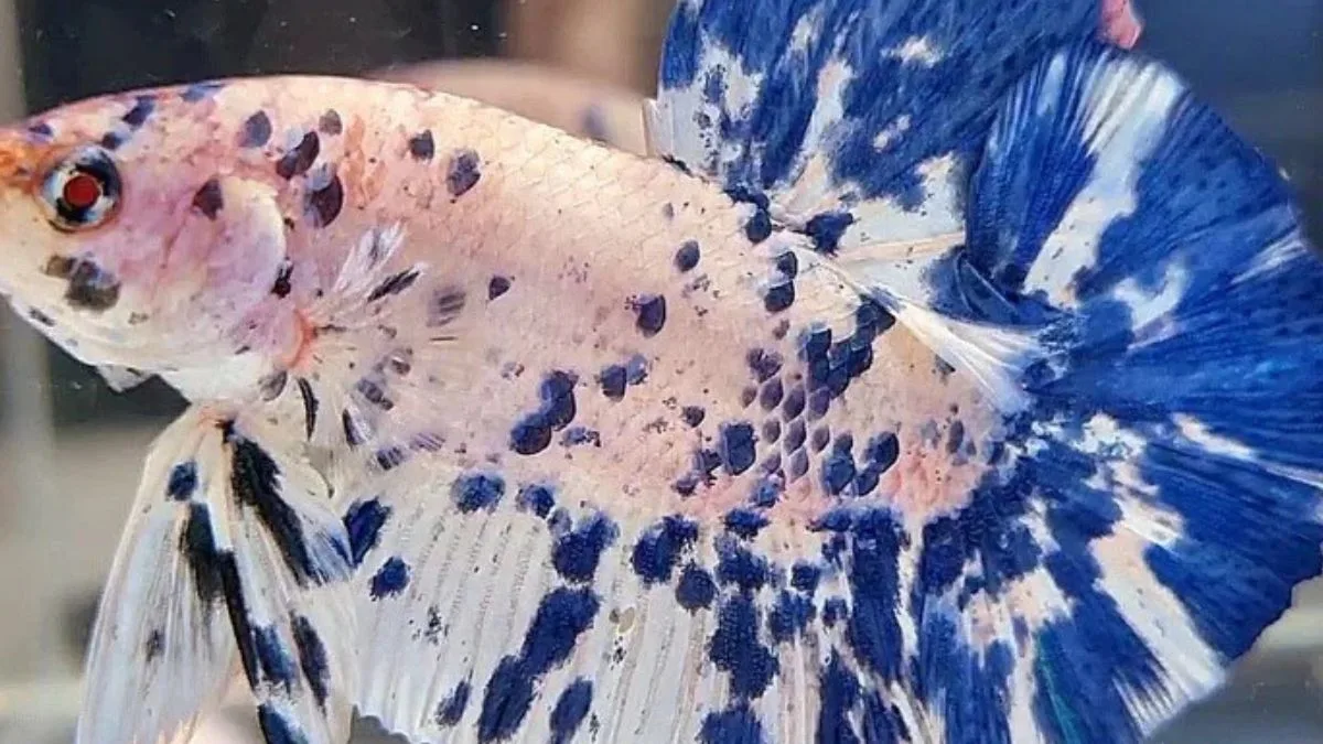 Gambar ikan cupang marble dot-dot