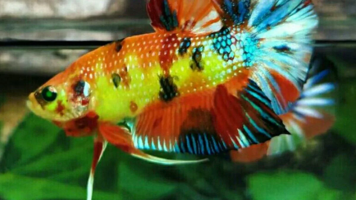 Gambar ikan cupang neon multicolor